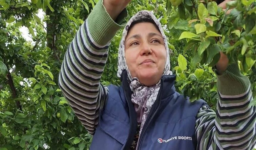 Yaz meyvelerinde bereket üreticinin yüzünü güldürdü
