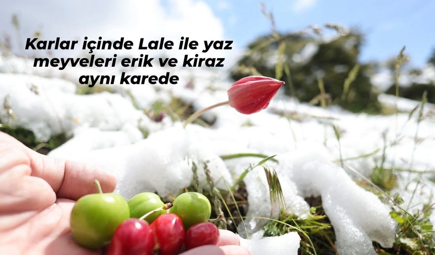 Baharı müjdeleyen laleler kar altında kaldı