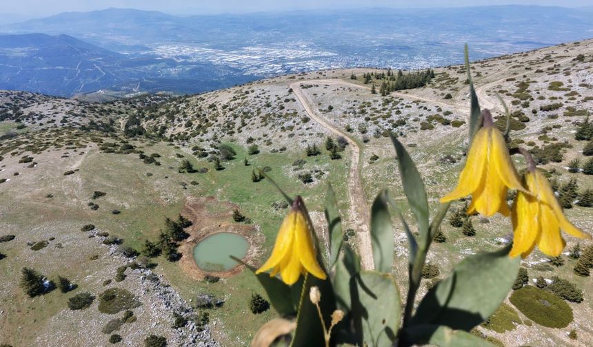 Spil’de nadir görülen “Karya Ters Lale” çiçek açtı