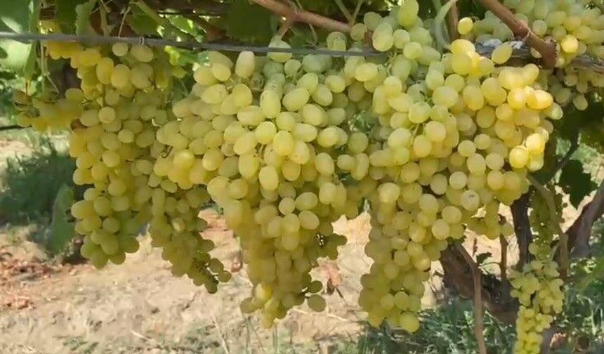 Alaşehir'de çiftçilere son uyarı