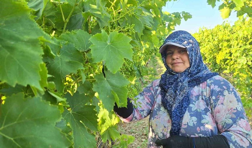 Sarıgöl'de üzüm bağlarında imece mesaisi