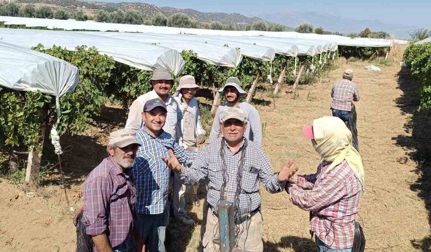 Dünyaca ünlü Sultaniye üzümüne beyaz kalkan