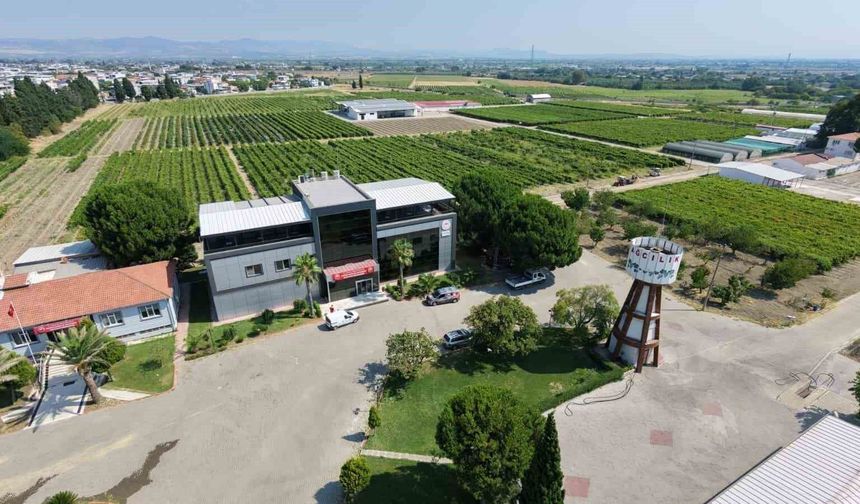 Manisa'dan dünyaya üzüm ihracatı başladı