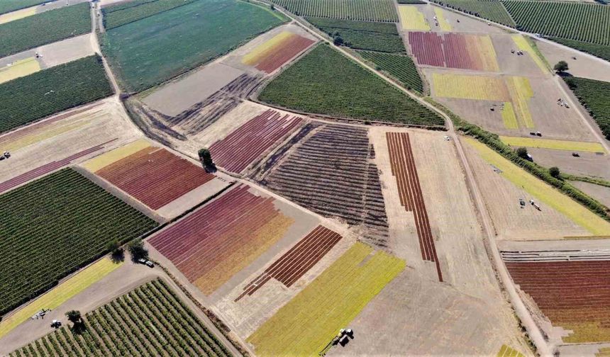 Rekolte arttı, gözler TMO'nun açıklayacağı fiyatta