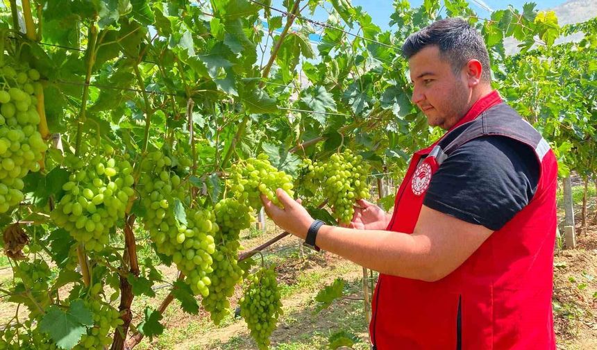 Sarıgöl'de erkence üzüm hasat dönemi yaklaşıyor