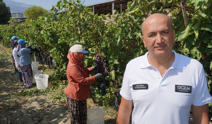 Manisa'da üzüm ihracatı bugün başlıyor
