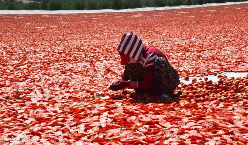 Domatesler güneşle buluştu, Gediz Ovası kırmızıya büründü