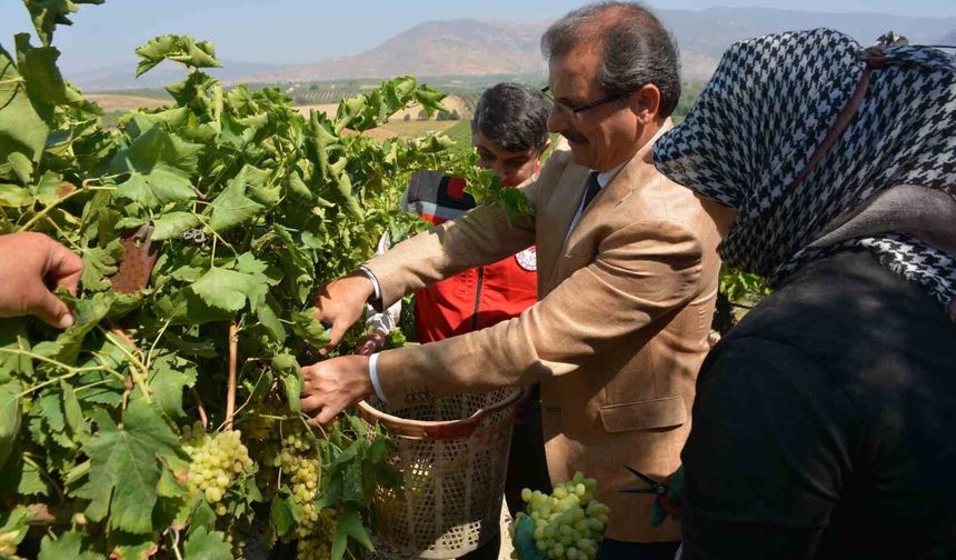 Kaymakam Güldoğan bağa girip üzüm kesti