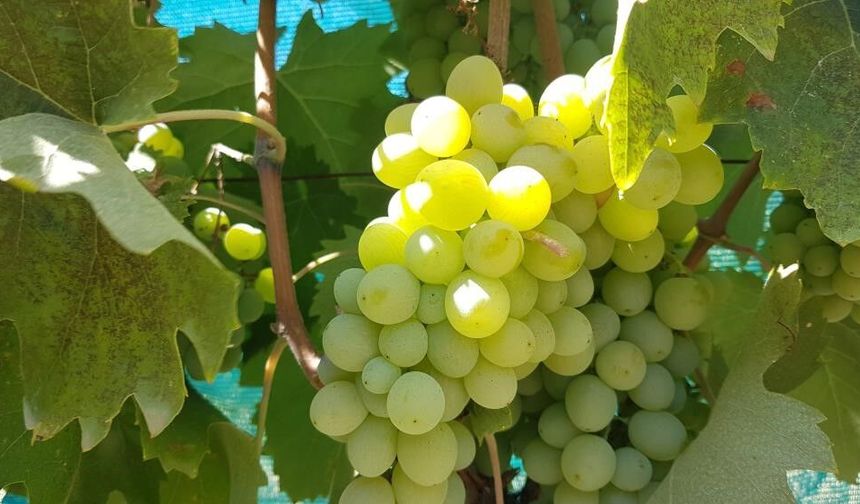 Salihli'de salkım güvesi uyarısı