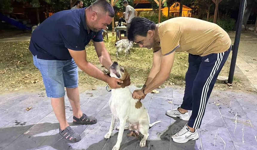 Sarıgöl'de av köpeklerine kuduz aşısı seferberliği