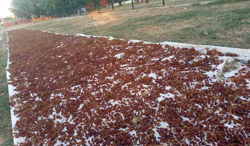 Sarıgöl'de sezonun ilk kuru üzümü çuvala girdi