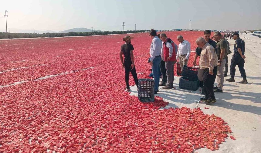 Saruhanlı'da 1.500 ton kuru domates ihraç ediliyor