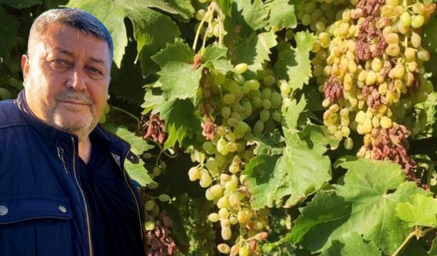 Sıcaklar üzümü yanma derecesine getiriyor