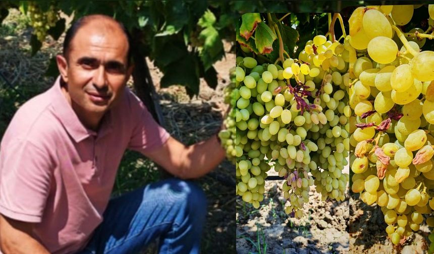 Bağlarda yapraksız kalan üzümler kurudu