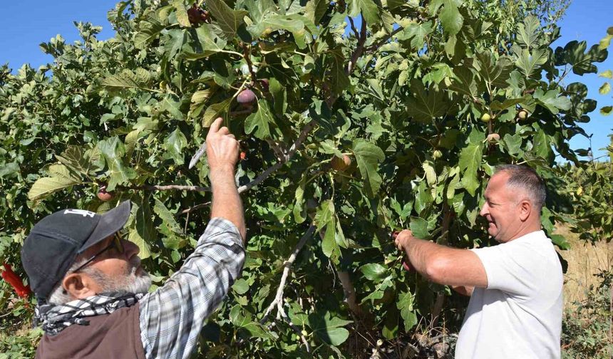 Demirci incirinde hasat mesaisi başladı