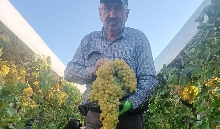 Sarıgöl'de 5,5 kiloluk dev üzüm salkımı