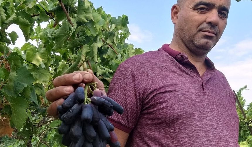 Sarıgöl'de yeni üzüm çeşidi merak uyandırdı