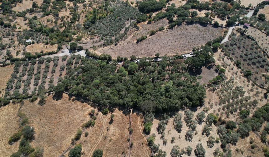 Manisa'da 500 yıllık mezarlıkta kapsamlı bakım çalışması