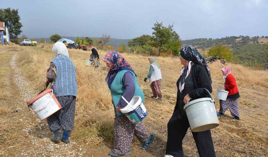 Manisa'da dağlardan toplayıp ilaç ve kozmetik devlerine satıyorlar