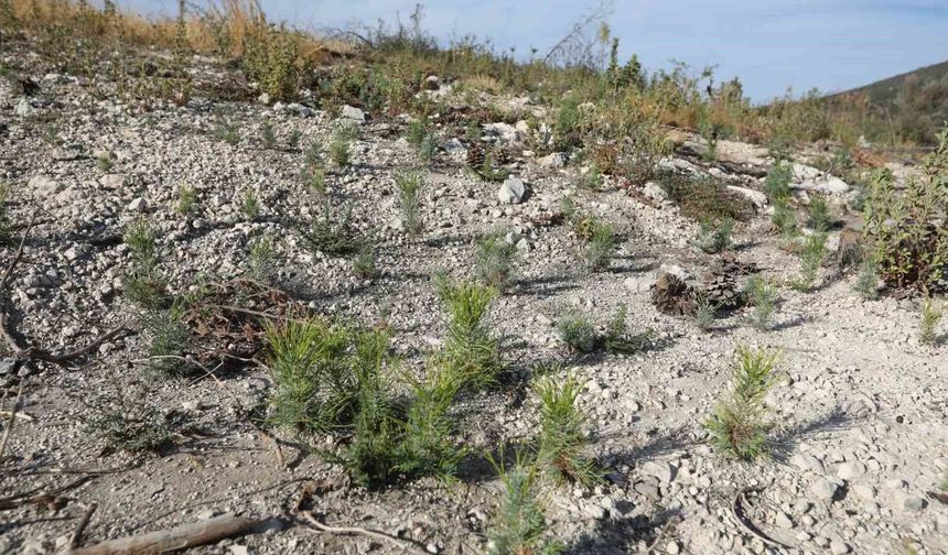 Manisa'da yanan ormanlar yeniden yeşerecek