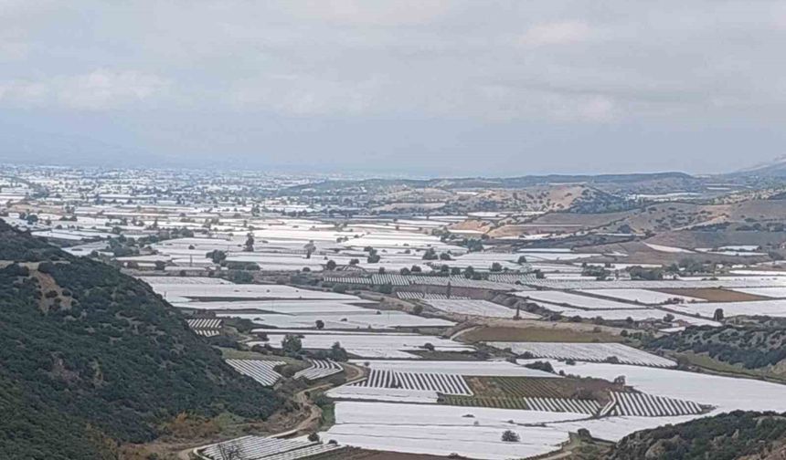 Sarıgöl'de binlerce ton üzüm örtü altında bekliyor