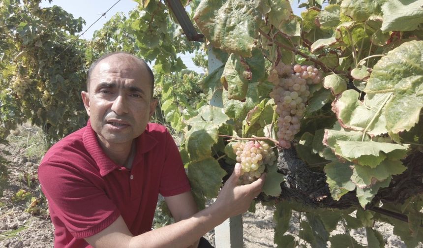 Bağcılara erken budama yapmayın uyarısı