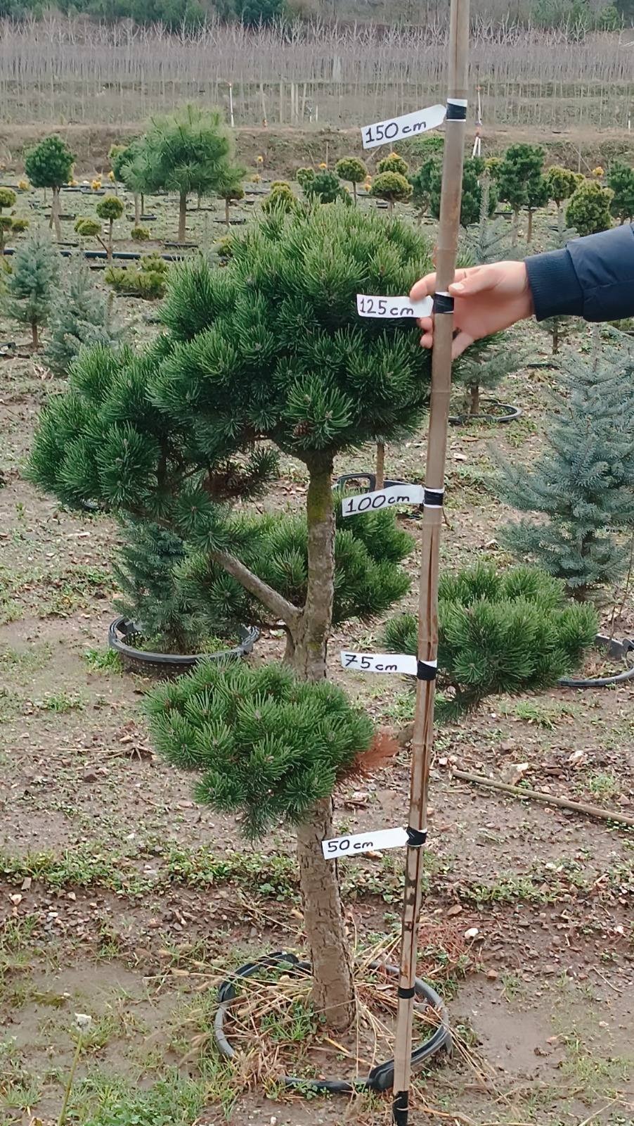 Whatsapp Image 2025 11 27 At 16.09.50 (2)