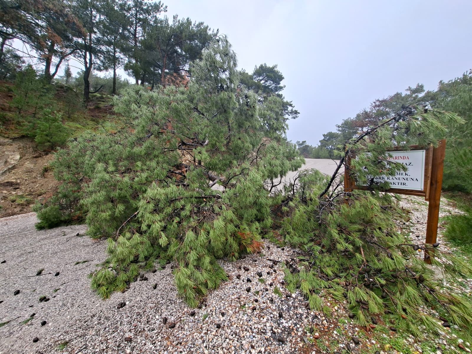 Whatsapp Image 2026 02 12 At 13.36.20