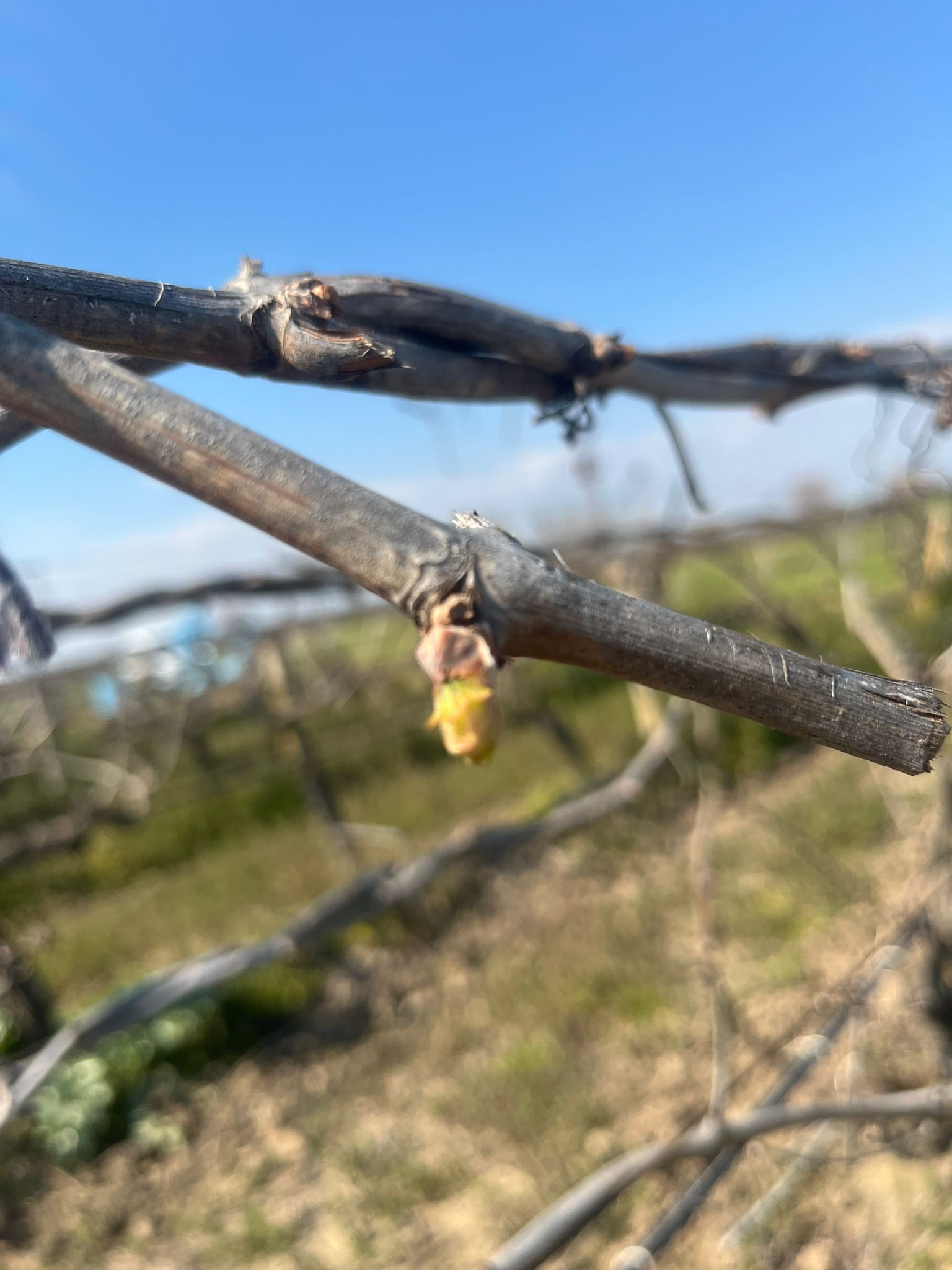 I M G 20260306 W A0098