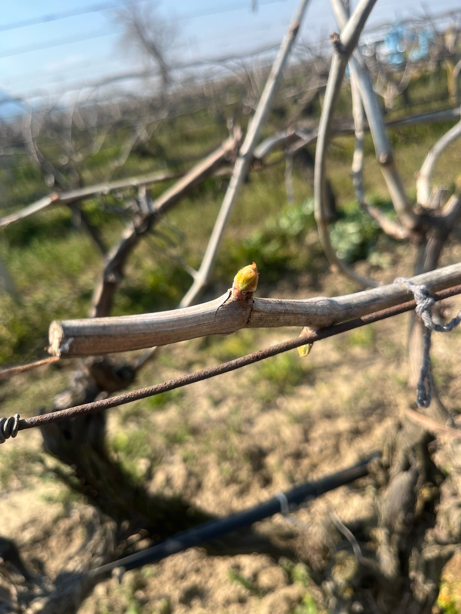 I M G 20260306 W A0100