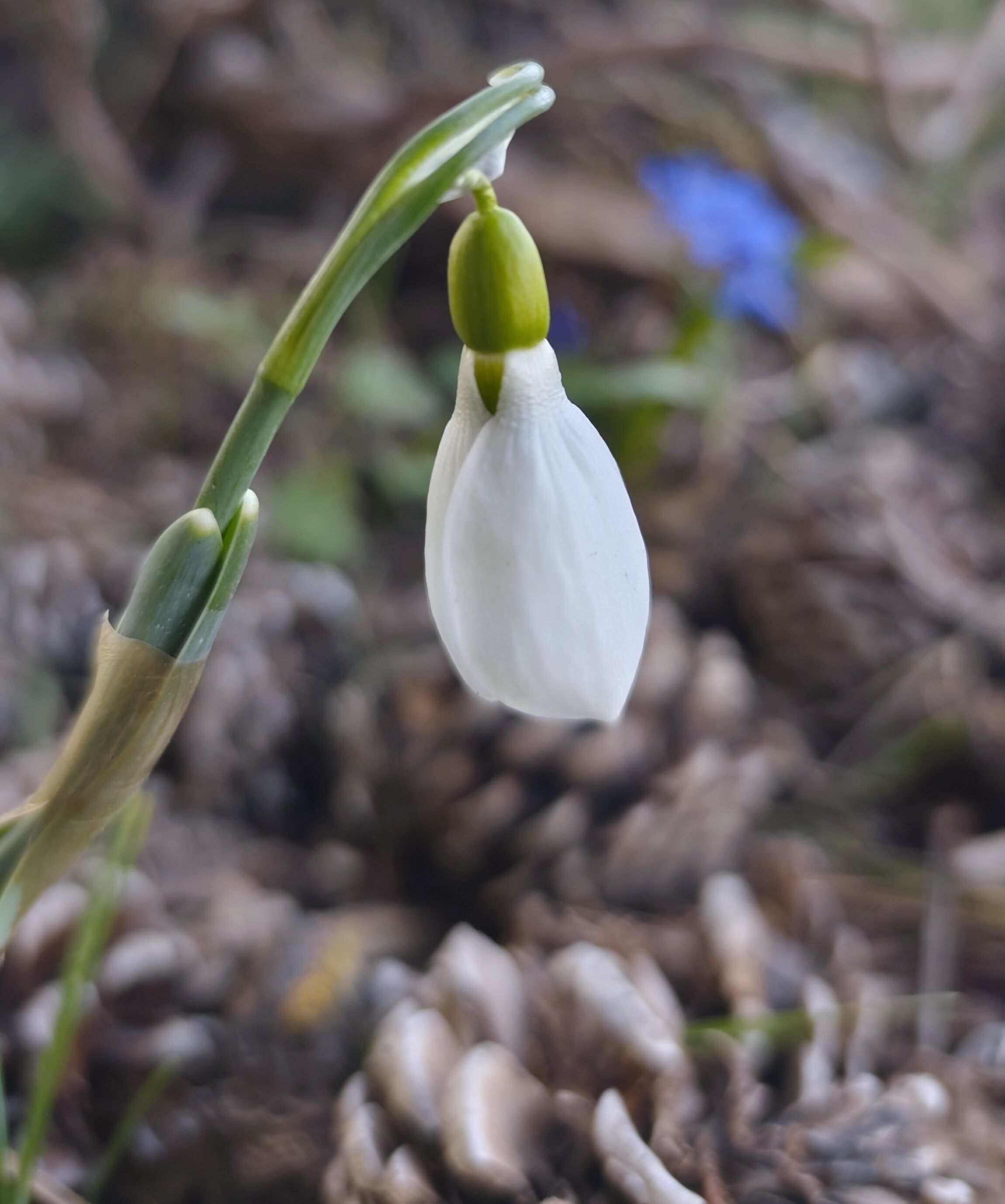 I M G 20260317 063154