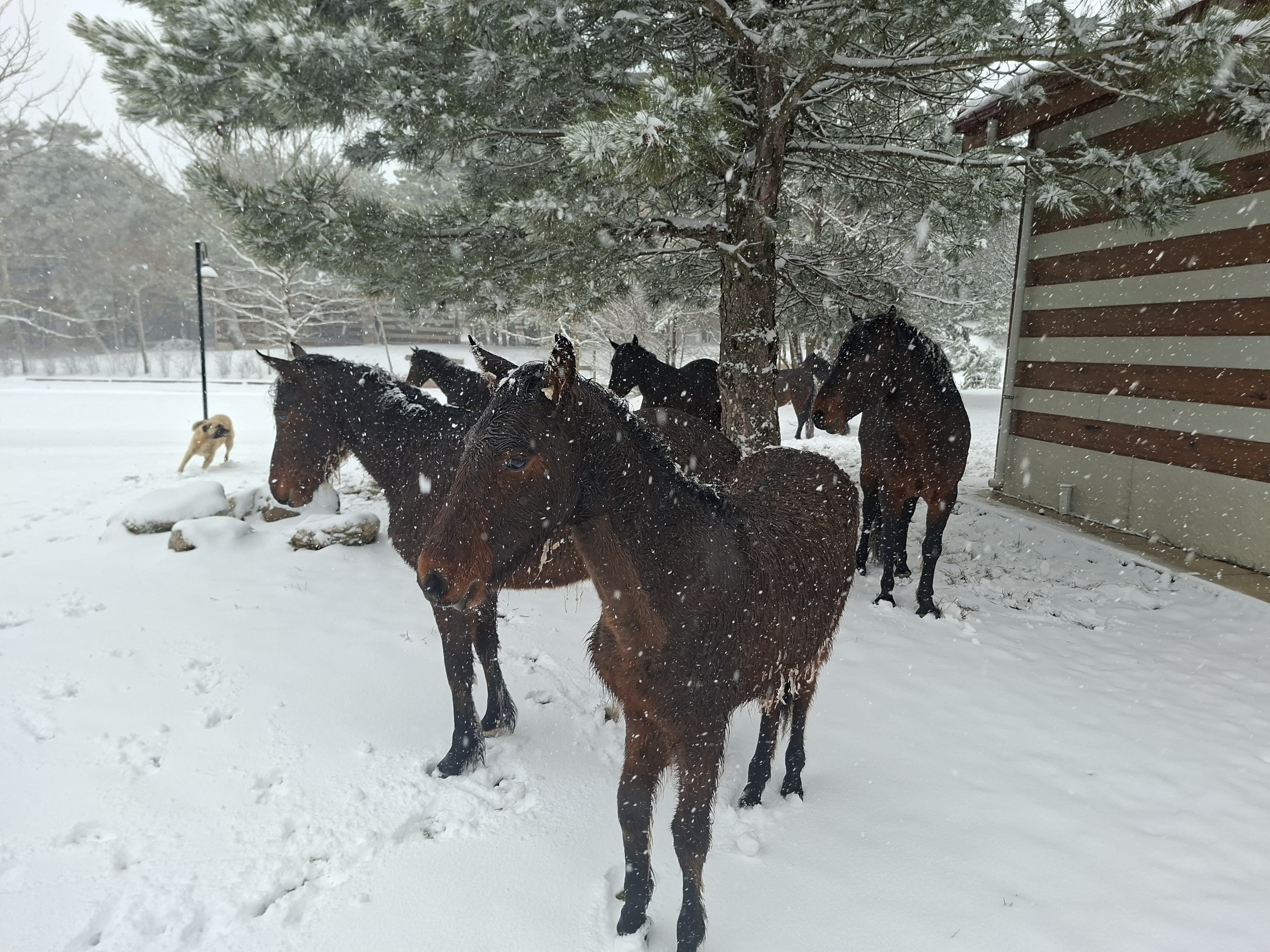 I M G 20260320 W A0063-2