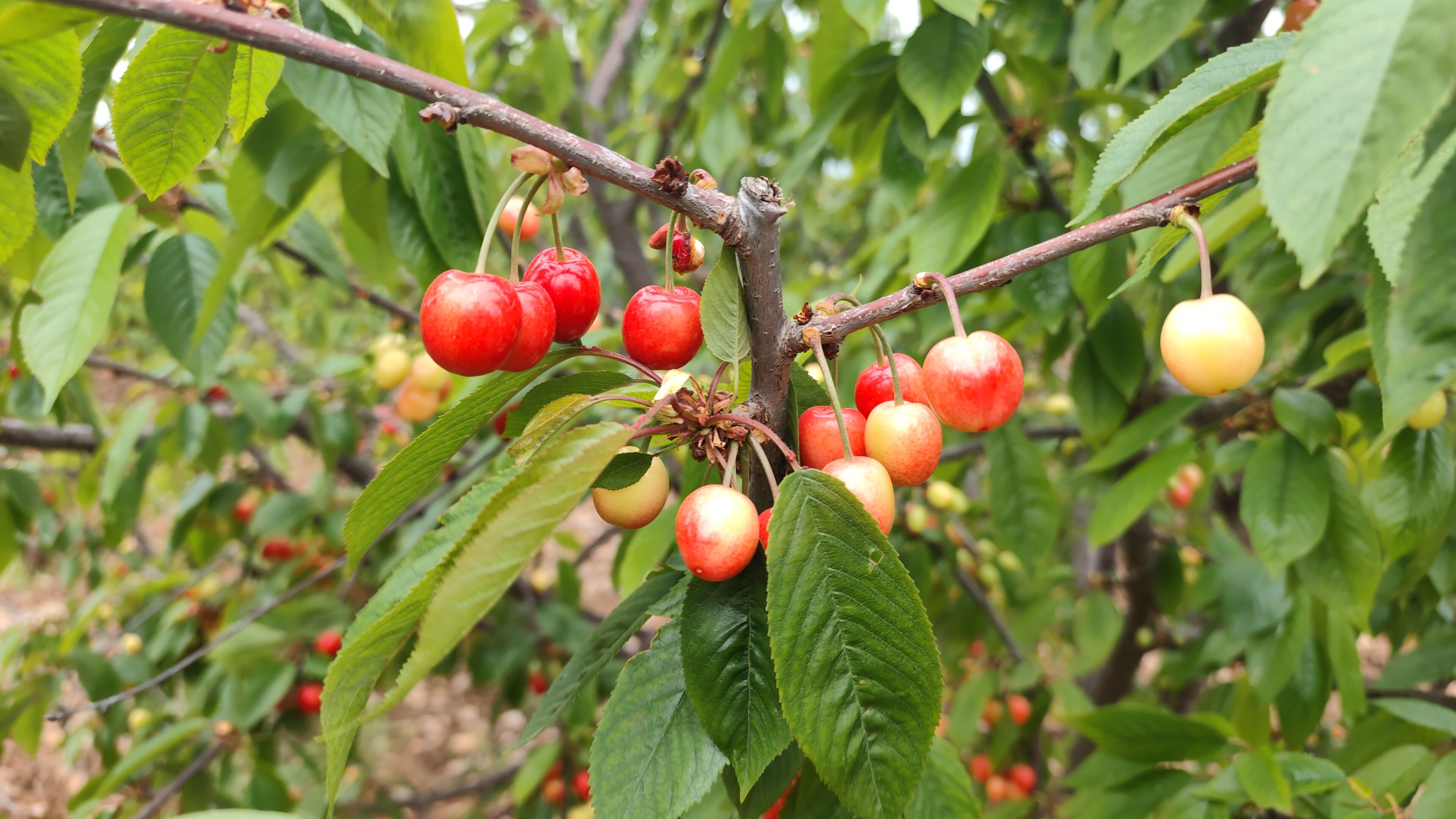 I M G 20260417 095037