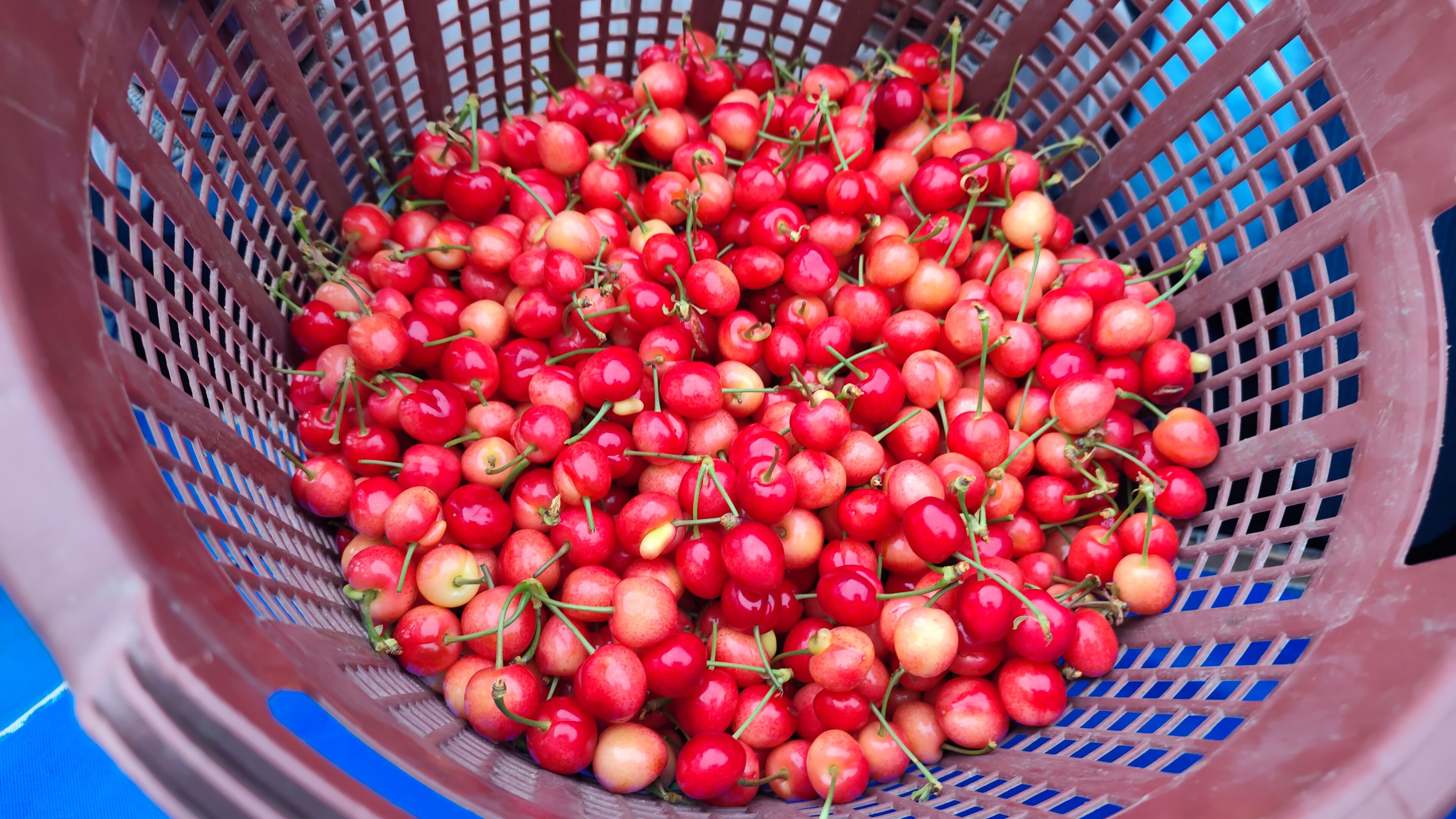 I M G 20260417 101042