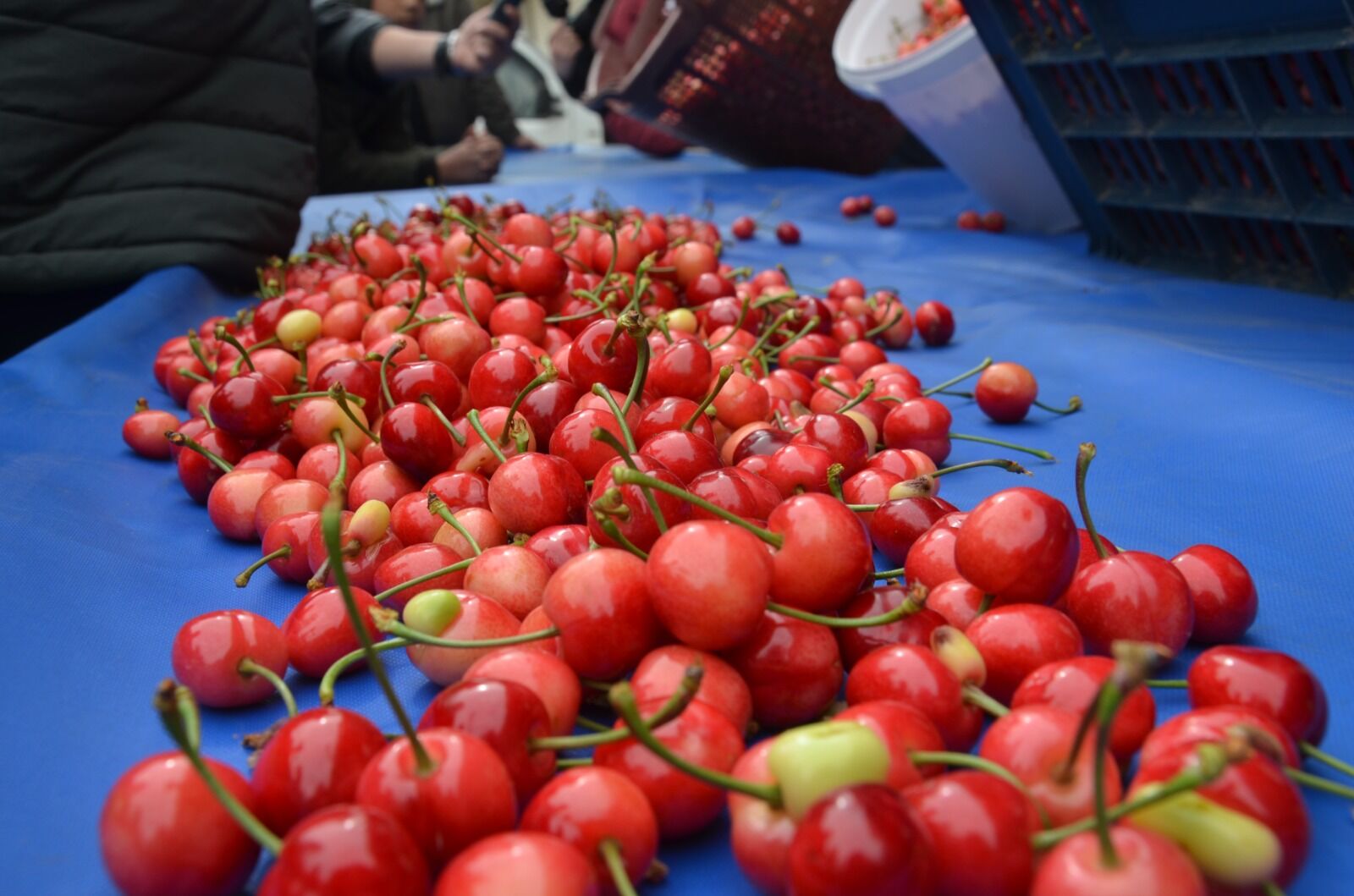 I M G 20260417 W A0059